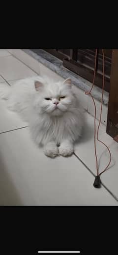 persian cat 0