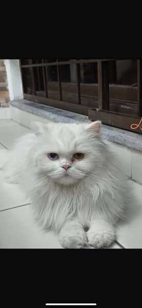 persian cat 1