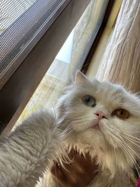 persian cat 2