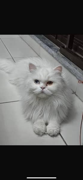 persian cat 3