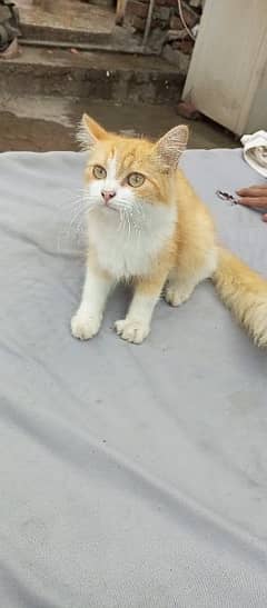 female persian kitten for sale 0