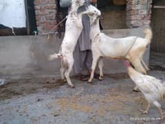 03037421160 Top Quality dasi bakri urgent For Sale Healthy and Active