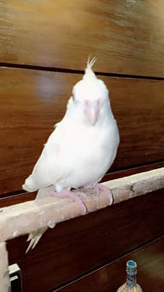 red eyes albino cockatiel