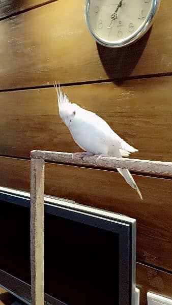 red eyes albino cockatiel 1