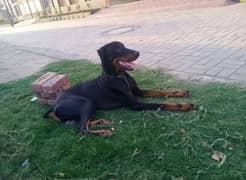 Doberman for sale