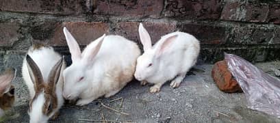 beautiful Red eyes rabbit breeder pair