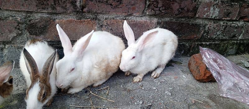 beautiful Red eyes rabbit breeder pair 0