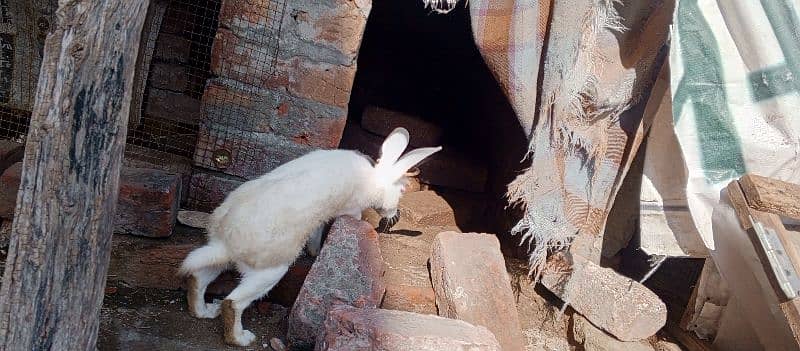 beautiful Red eyes rabbit breeder pair 1