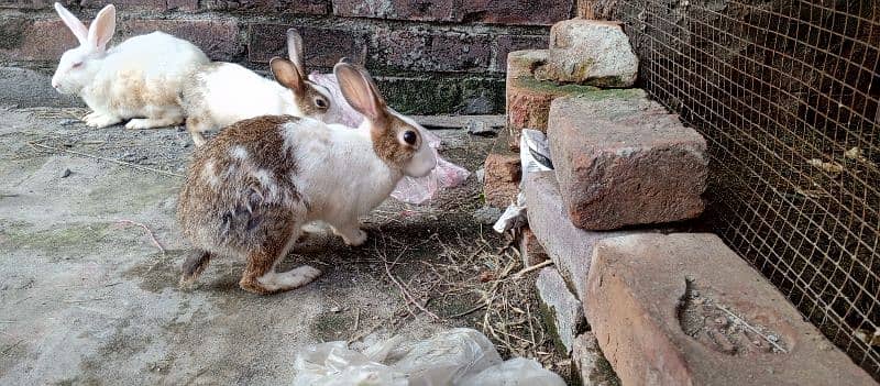 beautiful Red eyes rabbit breeder pair 5