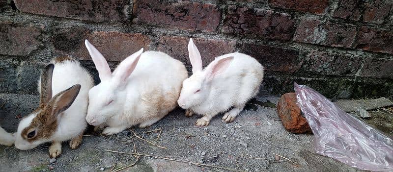 beautiful Red eyes rabbit breeder pair 6