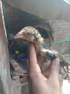 Aseel 5 chicks for sale