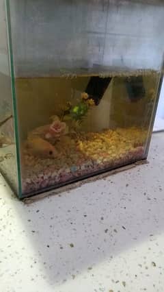 aquarium for sale