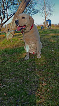 Labrador male full vacsination hui hai