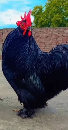 Black Bantam Male