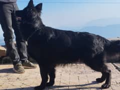 Top QualityBlack German shepherd Female