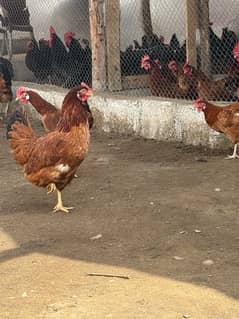 Rir Age 8-9 month egg laying hen fresh