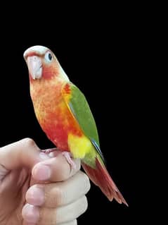 Conure