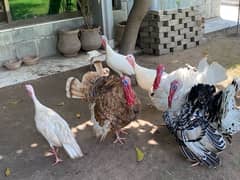 3 turkeys pairs available healthy and active home breed for sale