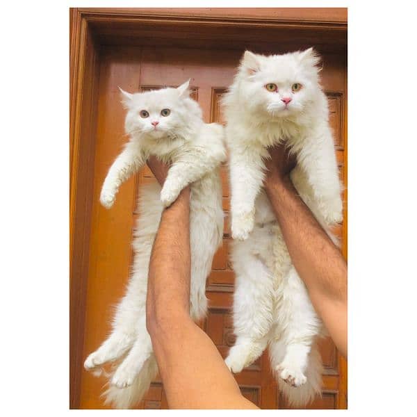 Persian hamalian british punch face piki face cat's and kitten's 2