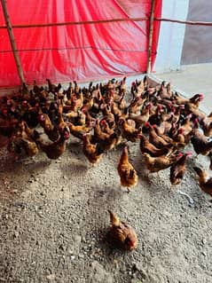 Hens / Fertile eggs / Breeders / Incubators /RIR / Austrolorp / Chicks