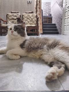 Persian calico female cat