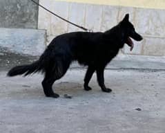 German shepherd long cort female cort shade ha