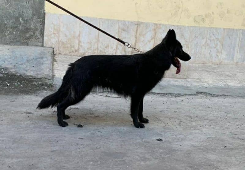 German shepherd long cort female cort shade ha 1