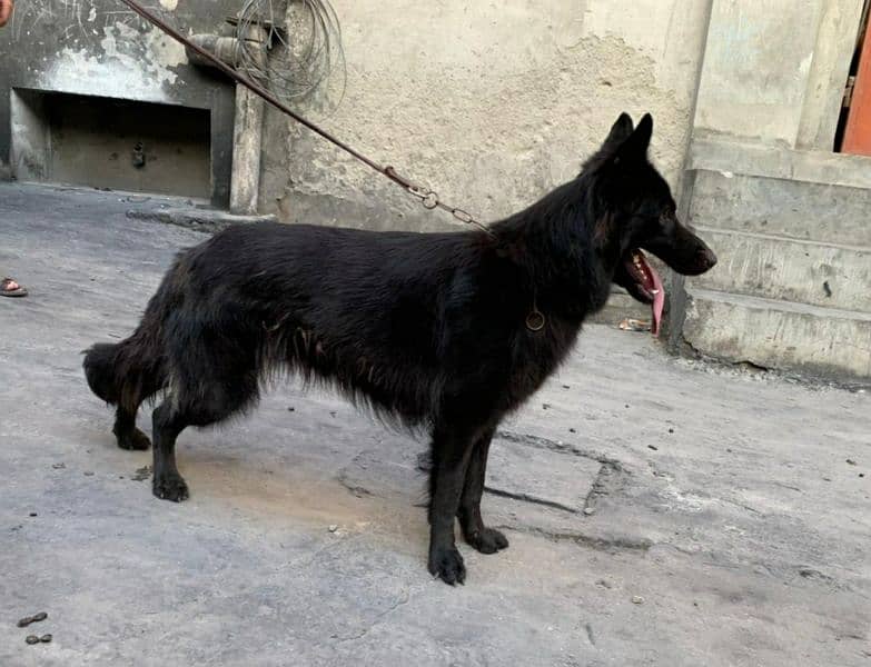 German shepherd long cort female cort shade ha 2