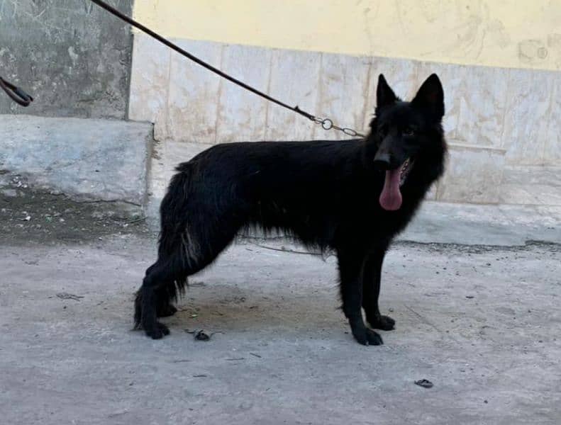 German shepherd long cort female cort shade ha 3