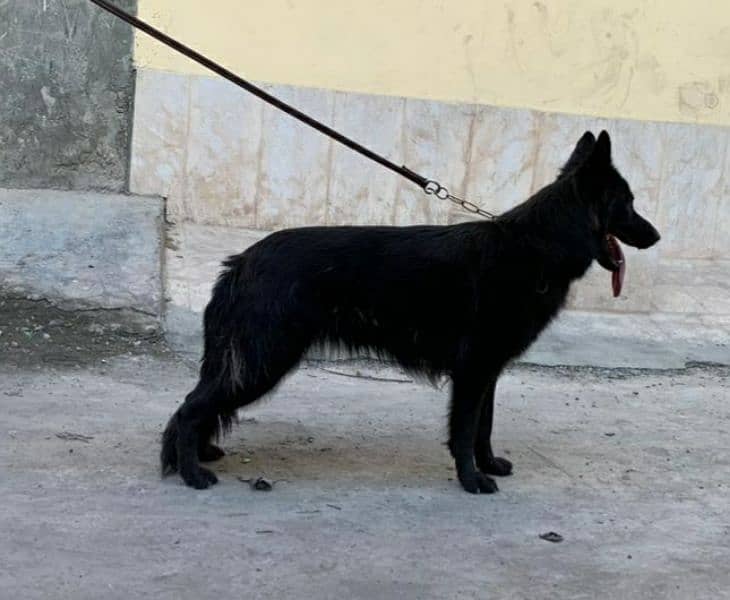 German shepherd long cort female cort shade ha 4