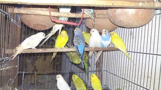 600 per pair Full Breeder pair Budgie