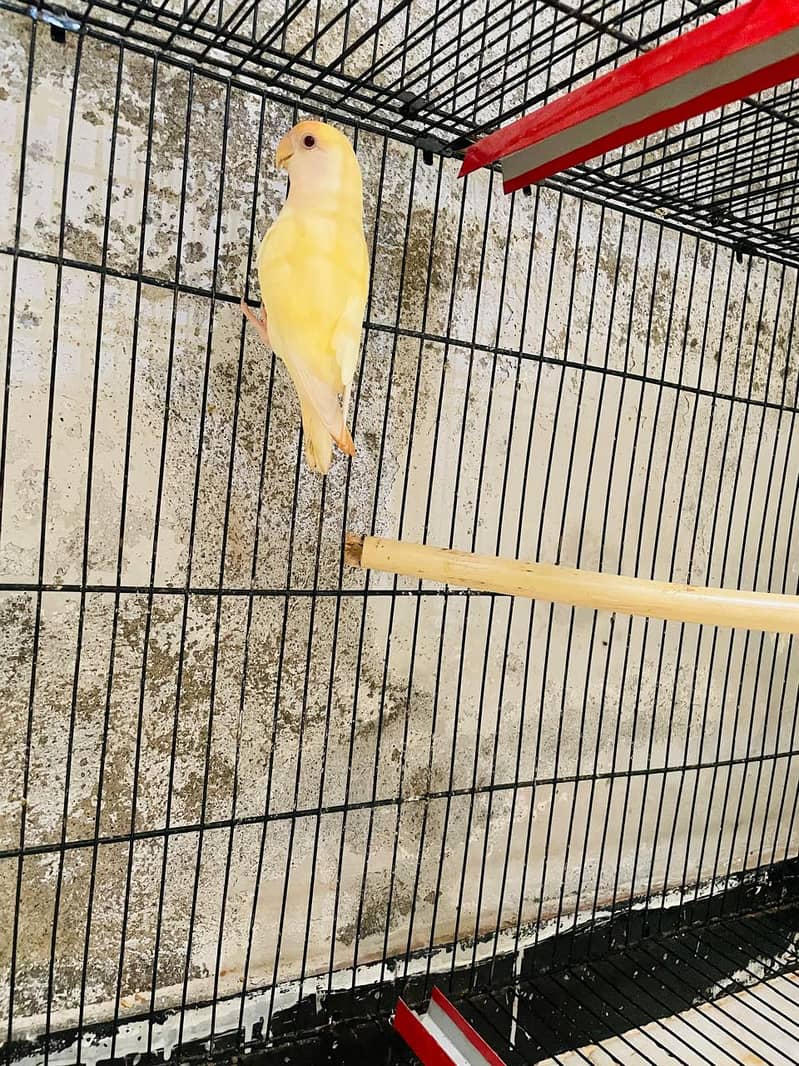 Cremino female lovebird for sale Age 1.6 Year 0