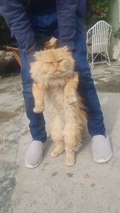 Persian Cat Triple Coat