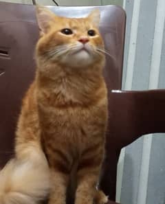 pure persian male orange cute cat for sale