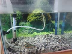 Aquarium For Sale