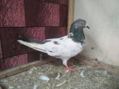 high flyer pigeon whatsapp 03707052004