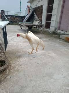 White O Shamo / Aseel Shamo / O shamo / Shamo  Hen / Shamo for sale 0