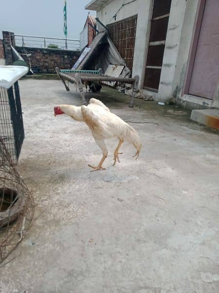 White O Shamo / Aseel Shamo / O shamo / Shamo  Hen / Shamo for sale 1