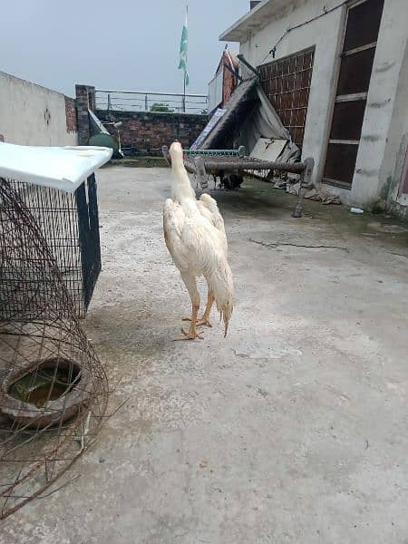 White O Shamo / Aseel Shamo / O shamo / Shamo  Hen / Shamo for sale 2