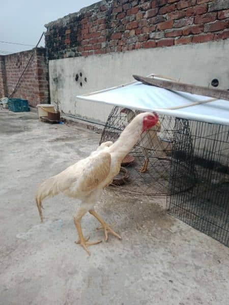 White O Shamo / Aseel Shamo / O shamo / Shamo  Hen / Shamo for sale 3