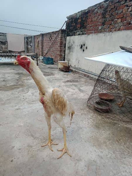 White O Shamo / Aseel Shamo / O shamo / Shamo  Hen / Shamo for sale 4