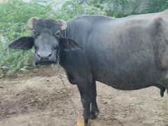 Two Buffalos for sale Neeli ki ghar mai rakhne wali