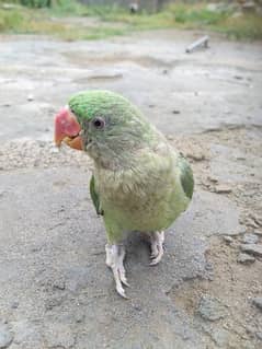 raw parrot with cage