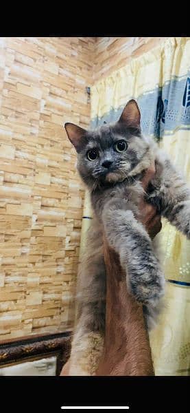 Persian Female Breeder cat for sale 1