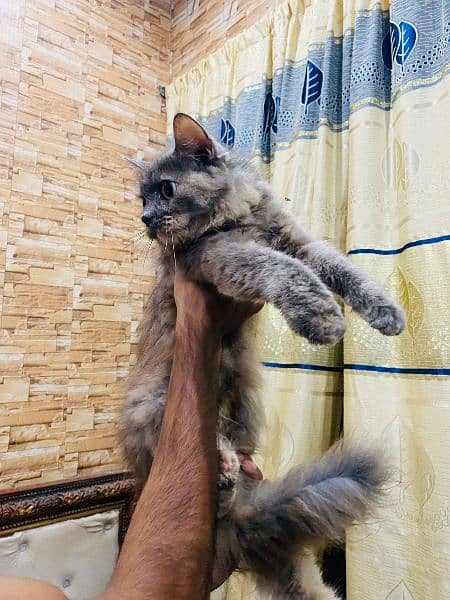 Persian Female Breeder cat for sale 2