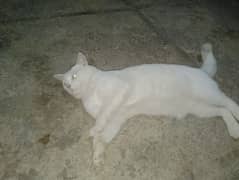 perian cat male young urgent sale