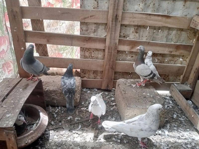 Patti Wala pigeon03121013938 4