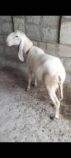 larkana sheep