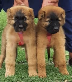 Kurdish kangal  normal breed for sale 0