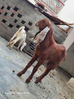 Bakra